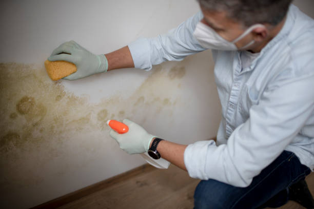 Trusted Palm City, FL Mold Removal Experts